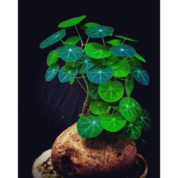 Live Stephania Erecta Bulb Rare Tropical Indoor Caudex Plant Bonsai-Style Houseplant for Home Dcor or Gift