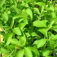 Live Stevia Plant, Stevia Plants Live, 4 Plants, Sweetleaf Stevia Plant