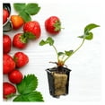  Live Strawberry Plugs DayNeutral Strawberry Plants for The Longest