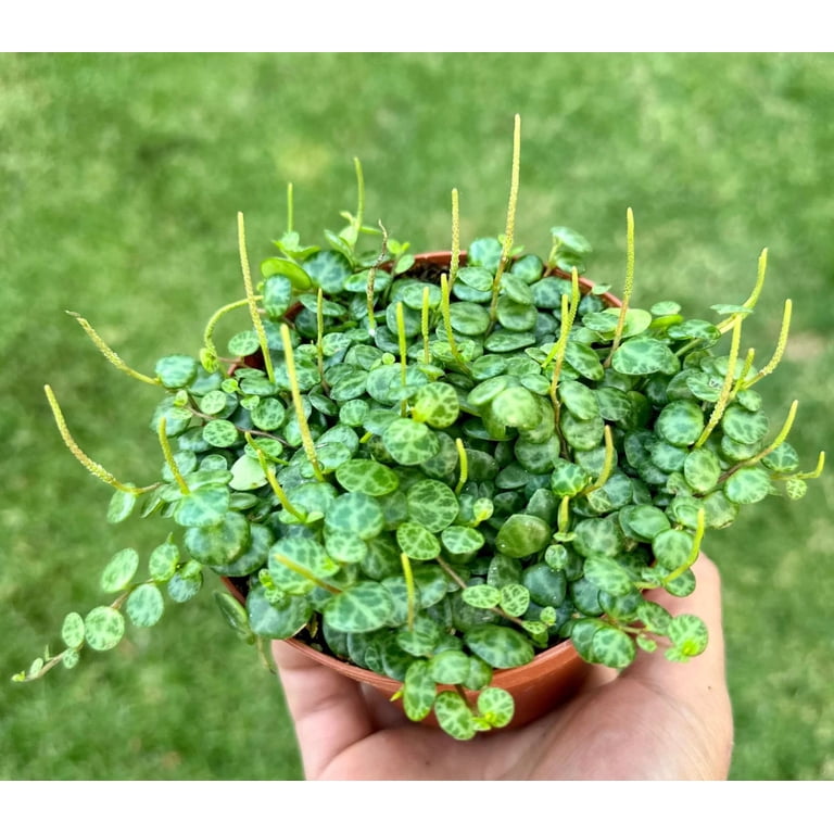Live String of Turtles Plant Peperomia Prostrata Charming Miniature  Trailing Plant in 3"Pot - Walmart.com