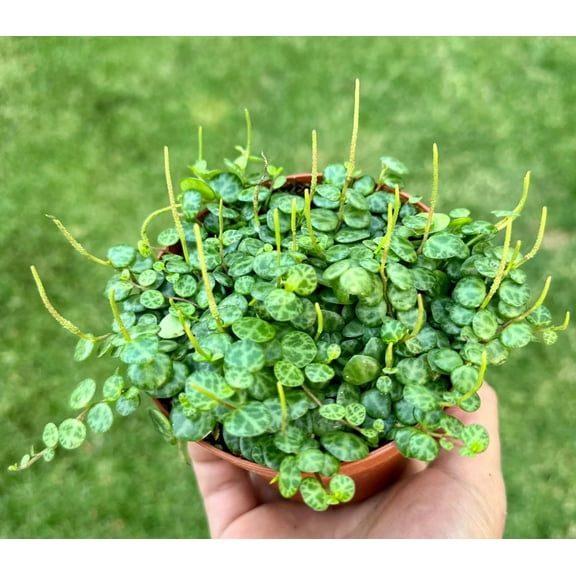 Live String of Turtles Plant Peperomia Prostrata Charming Miniature Trailing Plant in 3"Pot