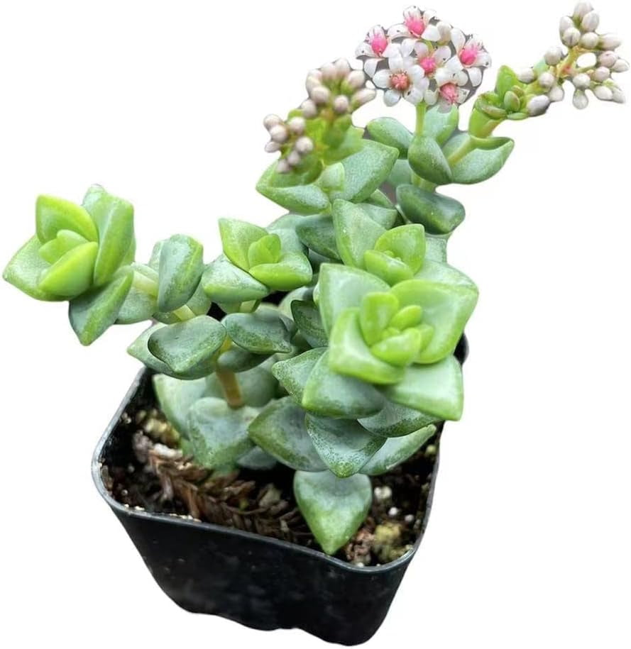 Live Succulent Crassula Cactus Plants for Home Decor & Gift (2"Pot Crassula  Rupestris) - Walmart.com
