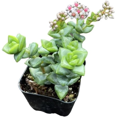 Live Succulent Crassula Cactus Plants for Home Decor & Gift (2"Pot Crassula Rupestris)