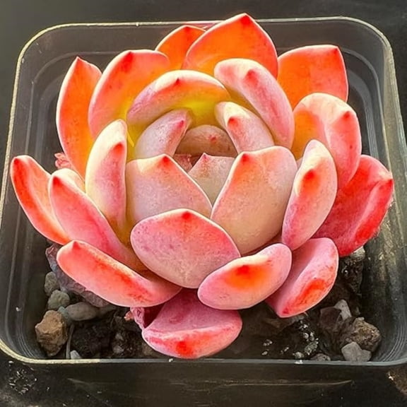 Live Succulent Echeveria 'Star Mark', Easy Care Gift Plant, 3 Inch Fully Rooted Potted succulent Plant