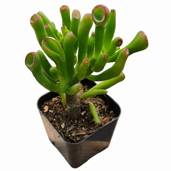 Live Succulent Jadeg Plants Collection for Home Decor (2"Pot Gollum Jade)