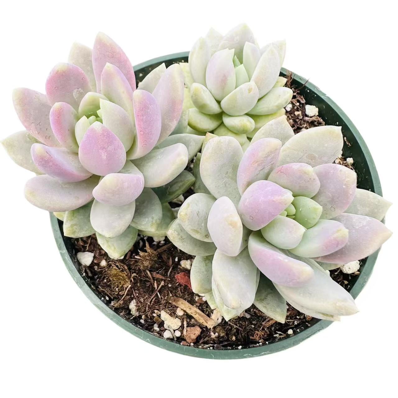 Live Succulent Plant 4"pot Sedeveria Lilac Mist - Walmart.com