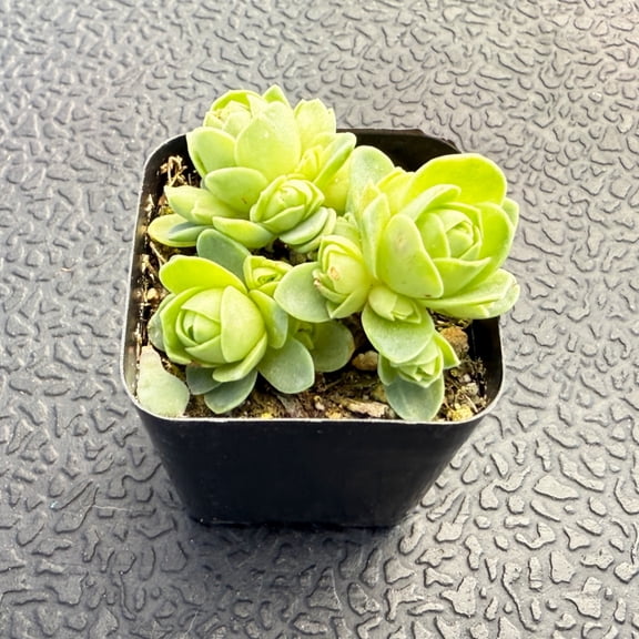 Live Succulent Plant,Aeonium dodrantale /Greenovia Dodrantalis,House Plant for Favor