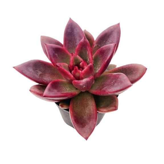 Live Succulent Plant, Echeveria 'Red Rose', Rare Succulent With Pot (1.5in-2in)