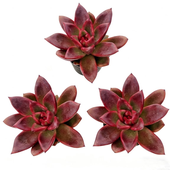 Live Succulent Plant, Echeveria 'Red Rose', Rare Succulent With Pot (3pcs)