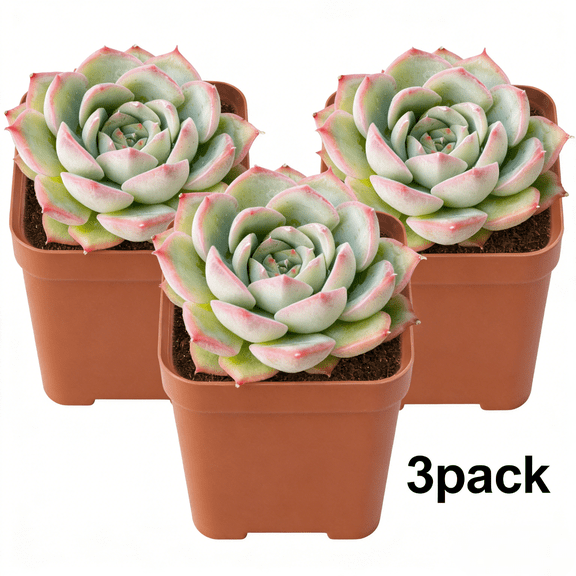 Live Succulent Plant, Echeveria 'Silhouette', Rare Succulent With Pot (3pcs)