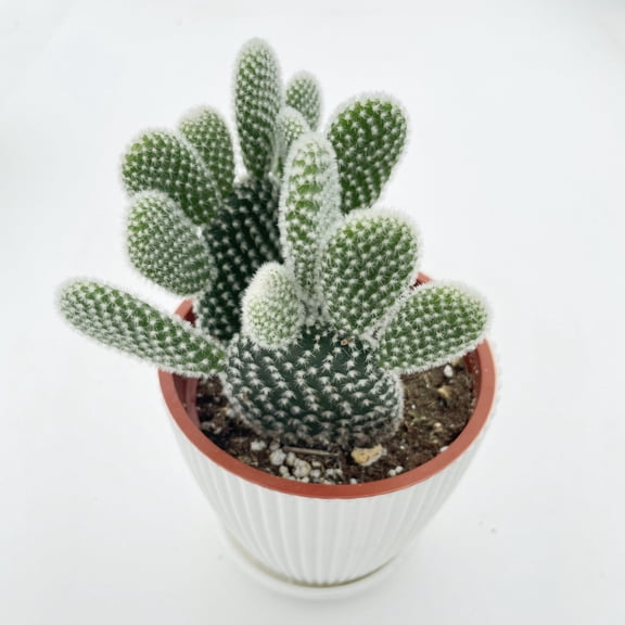 Live Succulent Plant,Opuntia microdasys albata 'Bunny Ears',Rare Succulent With Pot (4in)