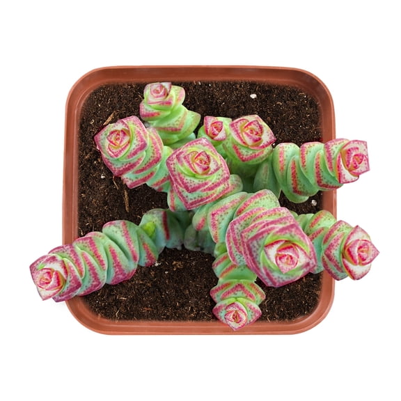 Live Succulent Plants 2'' Crassula 'Baby's Necklace' Easy Care Houseplant Great for Housewarming, Birthday Home Office Decor