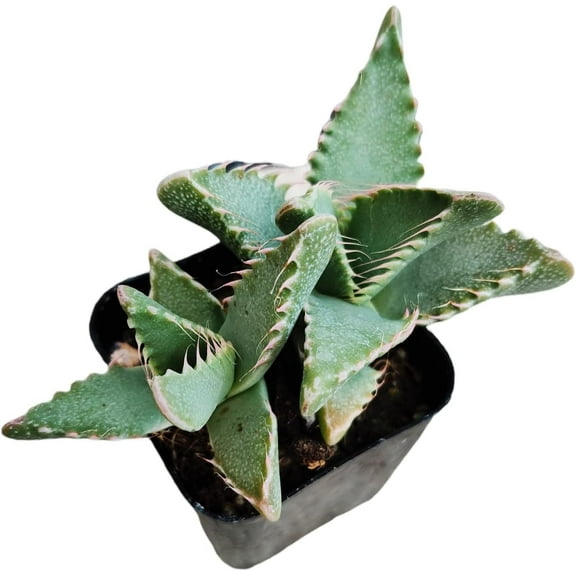 Live Succulent Plants (2"Pot Tiger Jaws)