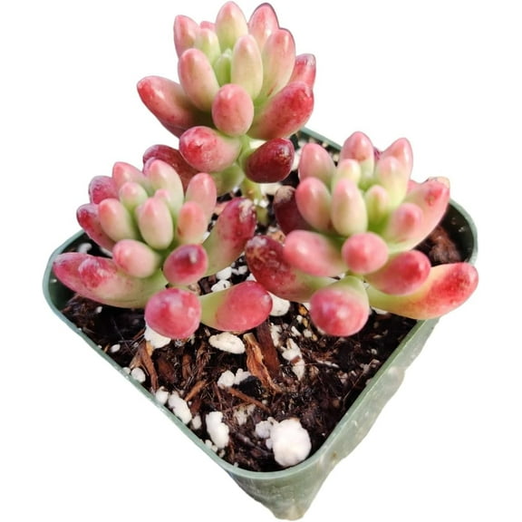 Live Succulent Sedum Plants (2"Pot Sedum Rubrotinctum Aurora/Jelly Bean)
