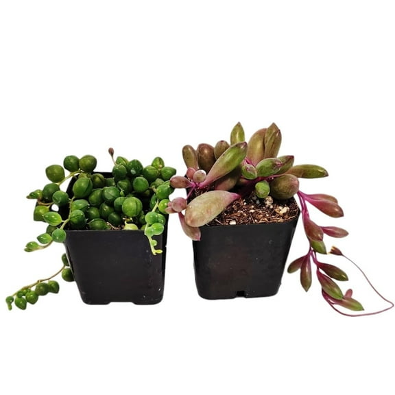 Live Succulent String Plants  (Two 2" Pot Set--String of Pearls+Ruby Necklace)