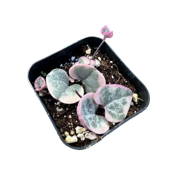 Live Succulent string Plants (2" Pot Variegated String of Hearts)