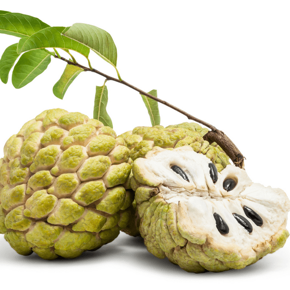 Live Sugar Apple Tree, Tropical Custard Apple Tree 16-18 Inches Tall for Planting, Annona Squamosa