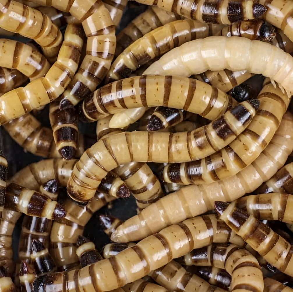 Surmen Legacy Large Superworms Reptile, Fish & Bird Food, 4oz Cup (100 Pack)
