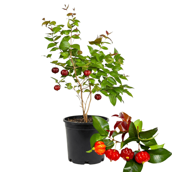 Live Surinam Cherry Plant, Brazilian Cherry Fruit Bush Plants, Tropical Garden Fruit Plant for Gardens 4-6 Inches Tall, No Pot