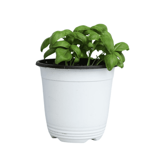 Live Sweet Basil Plant, 3 to 5 Inches Tall, Fragrant Leaves, Sweet Basil Plant  for Indoor Outdoor Planting