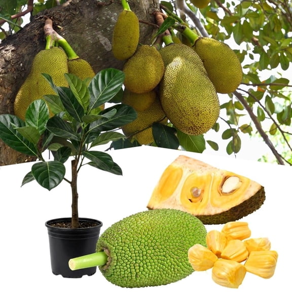 Live Sweet Jackfruit Tree in 2 to 3 Feet Tall, Yellow Jackfruit Plant One Gallon Pot, Well Rooted Jack Fruit Plant Seedling for Planting