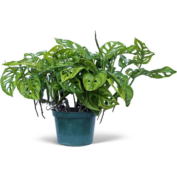 Live Swiss Cheese Monstera Adansonii, Birthday Gift Plant, Christmas Gift, Trailing Indoor Houseplant, Housewarming Gift in 6" Pot