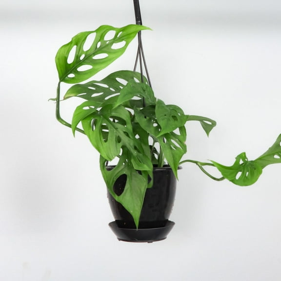 Live Swiss Cheese Plant - 4" Hanging Pot - Black