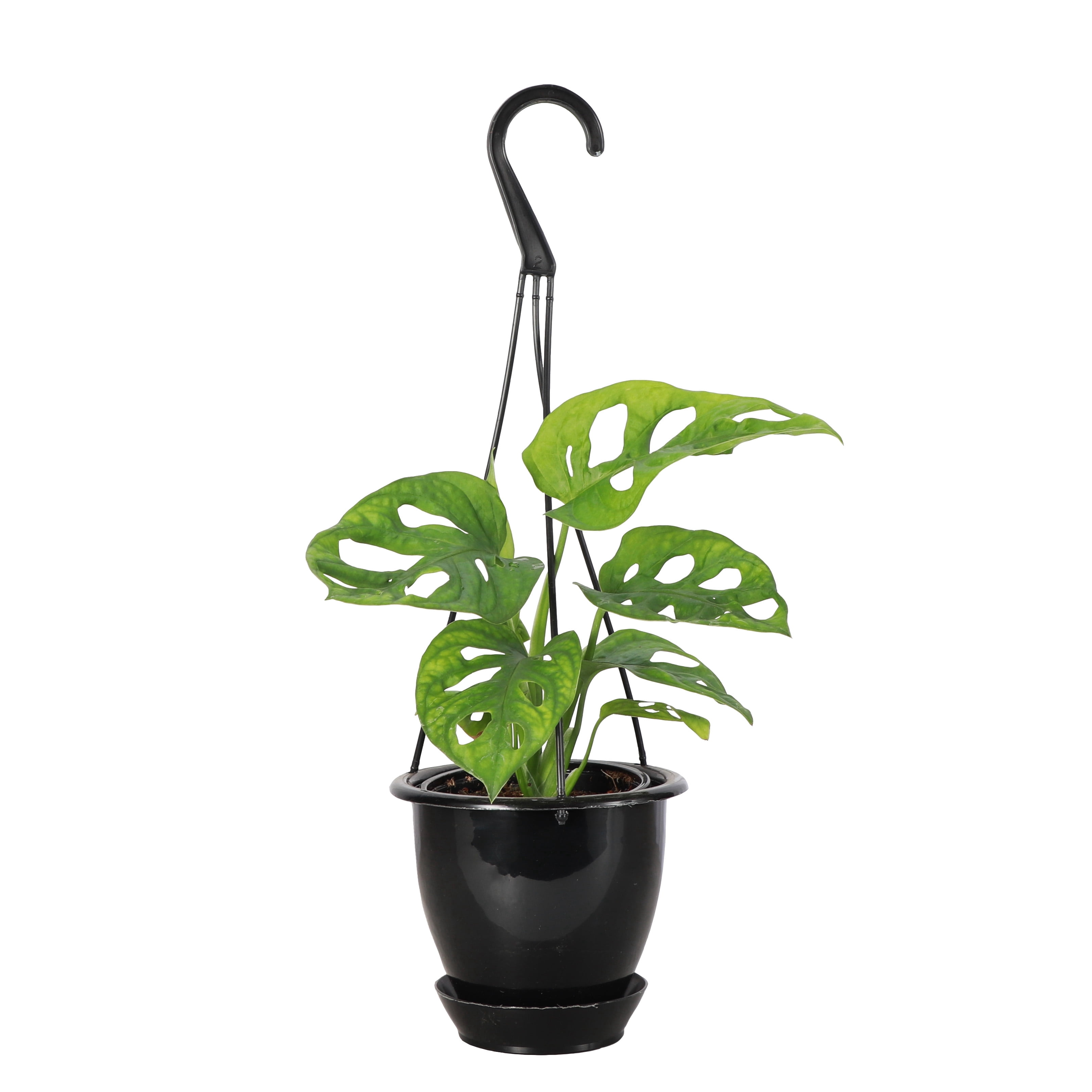 Live Swiss Cheese Plant, Monstera Adansonii Vine, Air Purifying 4 inch ...
