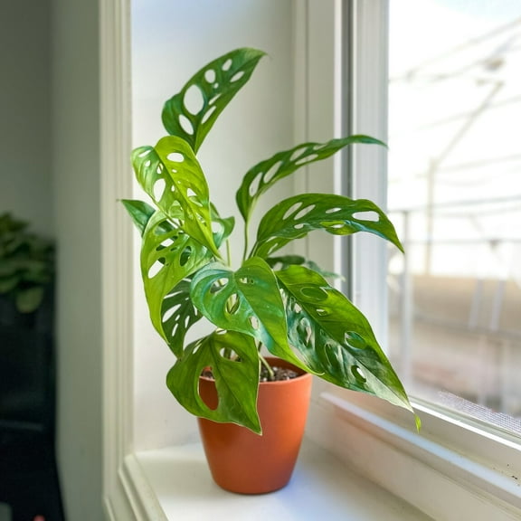 Live Swiss Cheese Plant - Monstera Adansonii - 4" Biodegradable Pot - Terra Cotta
