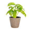 thumbnail image 1 of Live Swiss Cheese Plant, Monstera Adansonii Vine, Air Purifying 4 inch Diameter Live Plant Grown in USA, 1 of 9