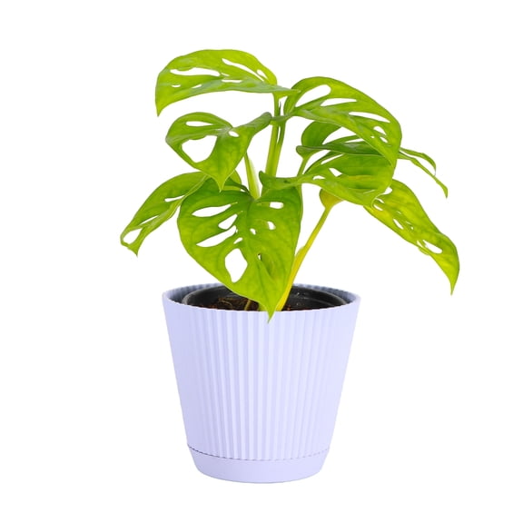Live Swiss Cheese Plant, Monstera Adansonii Vine, Air Purifying 4 inch Diameter Live Plant Grown in USA