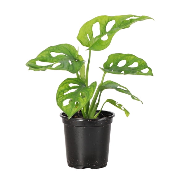 Live Swiss Cheese Plant, Monstera Adansonii Vine, Air Purifying 4 inch Diameter Live Plant Grown in USA