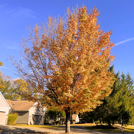 Live Sycamore Tree Plant, Sycamore Live Plant, Shade Tree, Dormant from 8 to 10 inches Tall in Quart Pot Suitable for Zones 4-9