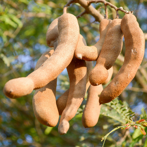 Live Tamarind Plant, 6-12'' Height, Thai Sweet Tamarind Tree Live Plant, Tropical Fruit Tree