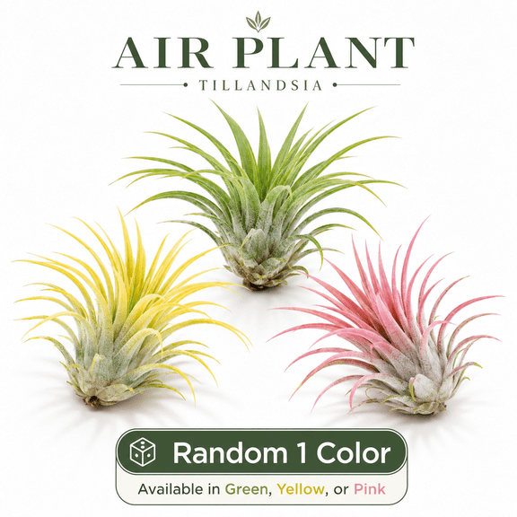 Live Tillandsia Air Plant, 1 Random Single Plant in Green, Yellow or Pink, Decor Greenery for Desks & Shelves