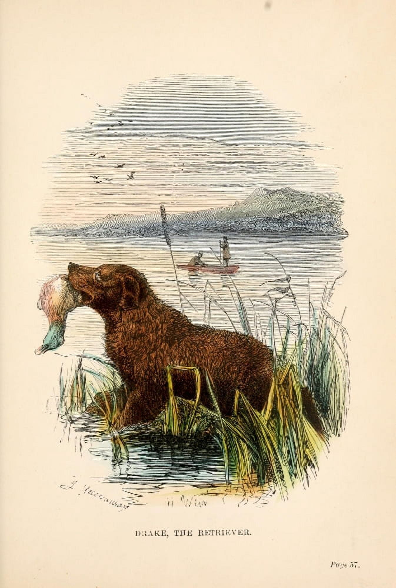 Live Toys 1862 Drake the Retriever Canvas Art - Harrison Weir (24 x 36)