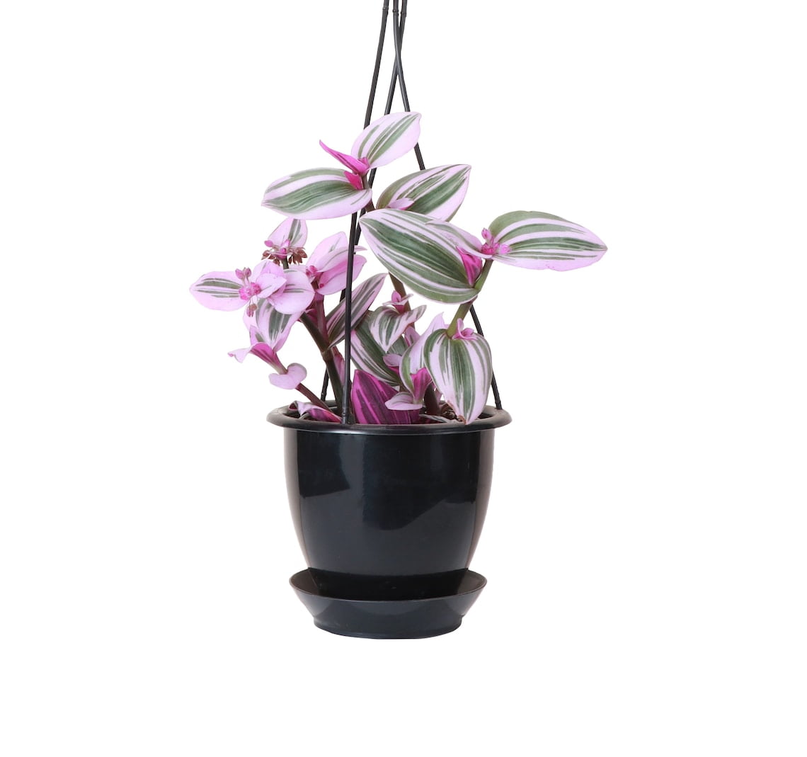 Thorsen's Greenhouse Tradescantia Nanouk Plant