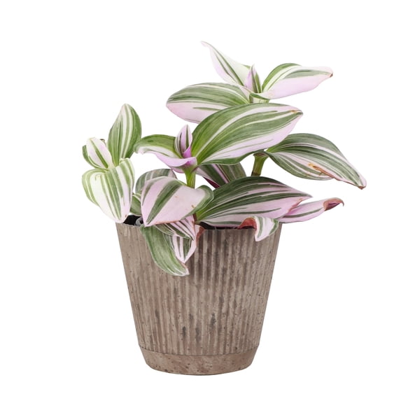 Live Tradescantia Nanouk Plant - Colorful Foliage - Bright Light - 4" Decorative Pot Cover - Thorsen's Greenhouse