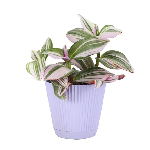 Live Tradescantia Nanouk Plant - Colorful Foliage - 4" Decorative Pot Cover - Thorsen's Greenhouse