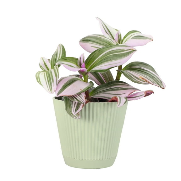 Live Tradescantia Nanouk Plant - Colorful Foliage - 4" Decorative Pot Cover - Thorsen's Greenhouse