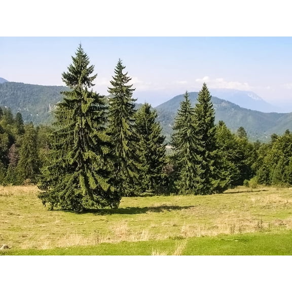 Live Tree Seedling for Planting - Grow Live Tree Plants - No Ship to California (Norway Spruce) (3 Seedlings)