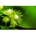 thumbnail image 1 of Live Tree Seedling for Planting - Grow Live Tree Plants - No Ship to California (Pawpaw), 1 of 1