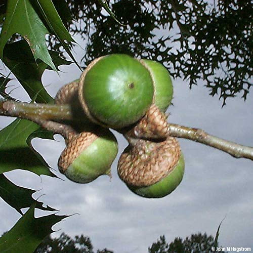 Live Tree Seedling for Planting - Grow Live Tree Plants - No Ship to California (Pin Oak)