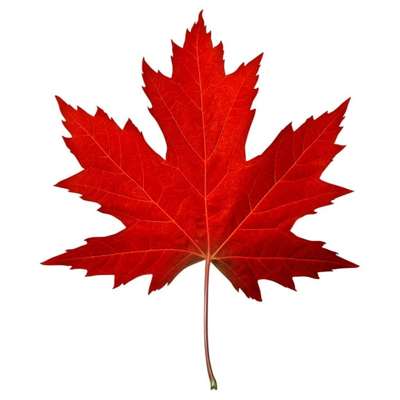 Live Tree Seedling for Planting - Grow Live Tree Plants - No Ship to California (Red Maple)
