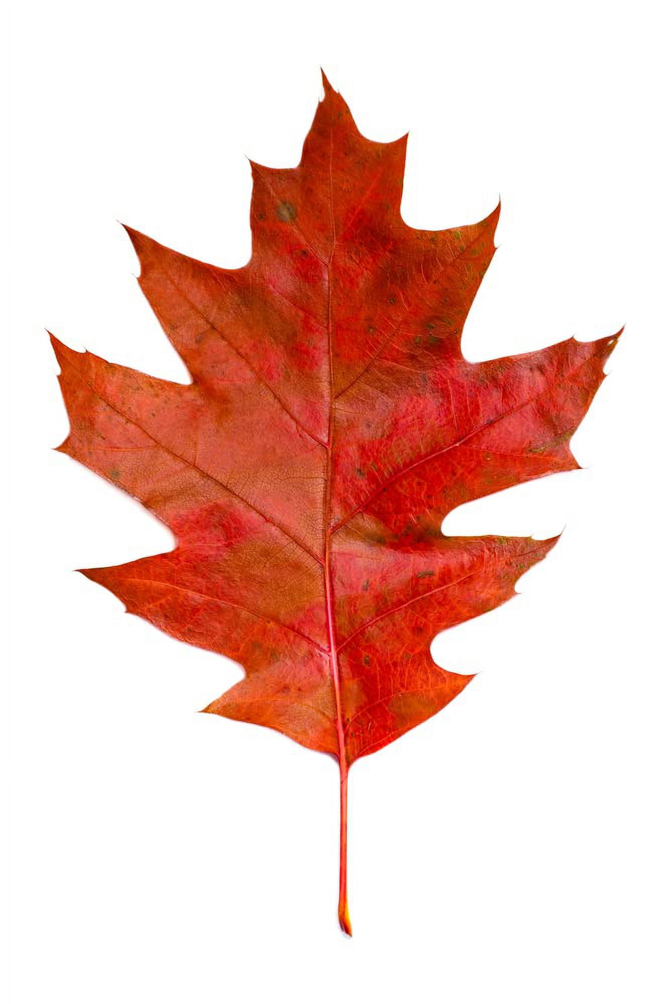 Live Tree Seedling for Planting Grow Live Tree Plants No Ship to California (Red Oak