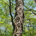 thumbnail image 1 of Live Tree Seedling for Planting - Grow Live Tree Plants - No Ship to California (Shagbark Hickory), 1 of 6