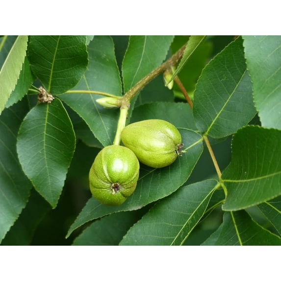 Live Tree Seedling for Planting - Grow Live Tree Plants - No Ship to California (Sycamore)