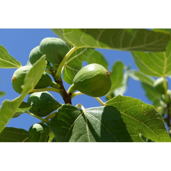 Live Trees - Fignomenal Dwarf Fig Tree + Ficus carica - [Qty: 3X 3.5 Pots] - (Click for Other Available Plants/Quantities)