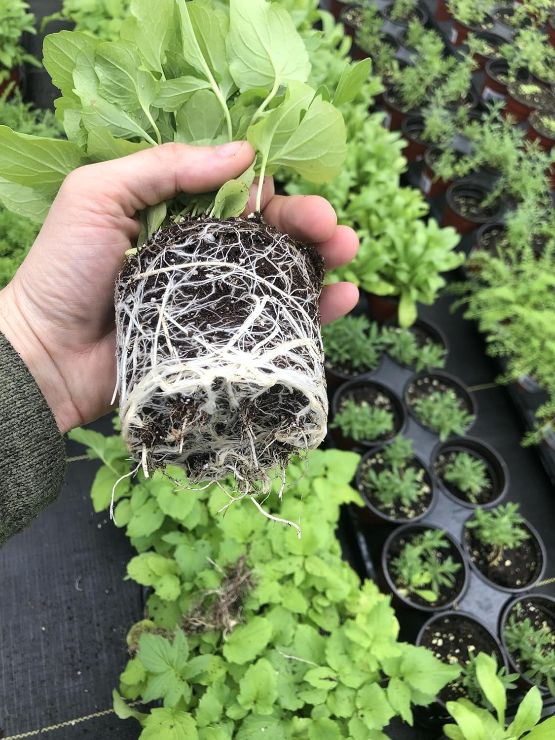 Live Valerian Root Plant - Valeriana Officinalis in 4" Pot - Add a Touch of Vintage Charm with Lovely Pink Blossoms - Ideal for Traditional Cottage Gardens - Valerian Root Live Herb Plant