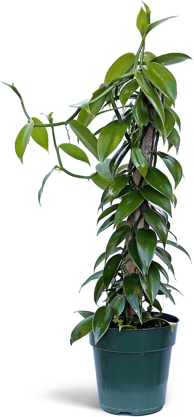 Live Vanilla Orchid, Vanilla Panifolia Orchid with Totem, Birthday Gift, Office Plant, Father's Day Gift, Indoor Houseplant, Plant Lover Gift in 6" Pot